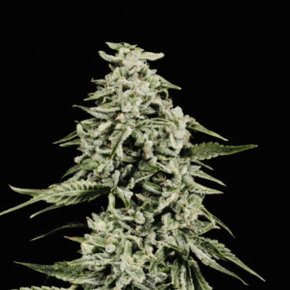 Strawberry Yum Yum Auto cannabis strain by Mosca Seeds – sweet strawberry, earthy hash autoflower”