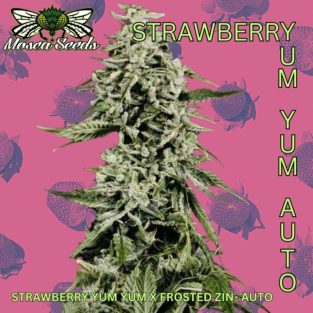 Strawberry Yum Yum Auto cannabis strain by Mosca Seeds – sweet strawberry, earthy hash autoflower”