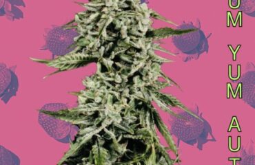 Strawberry Yum Yum Auto cannabis strain by Mosca Seeds – sweet strawberry, earthy hash autoflower”