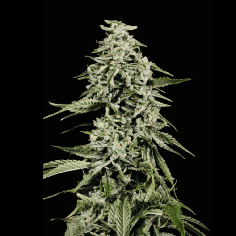 Strawberry Yum Yum Auto cannabis strain by Mosca Seeds – sweet strawberry, earthy hash autoflower