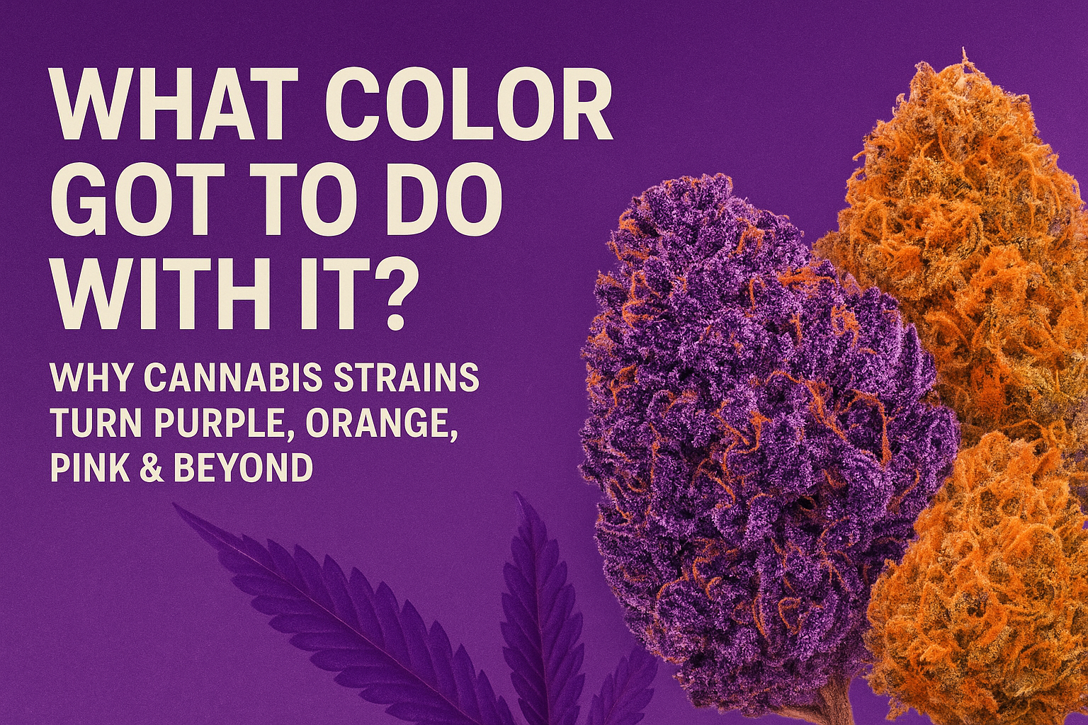 What Color Got To Do With It?