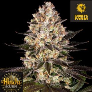 Hindu Kush Feminized Seeds By Barney Farms