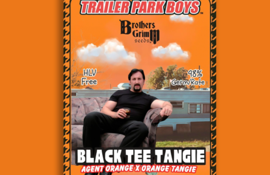 Julian's Black Tee Tangie Feminized Seeds (Trailer Park Boys Collab)