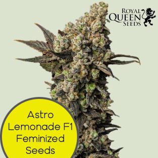Astro Lemonade F1 Feminized Seeds