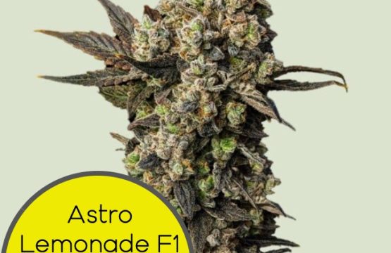 Astro Lemonade F1 Feminized Seeds