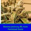 Banana Jealousy IBL Auto Feminized Seeds