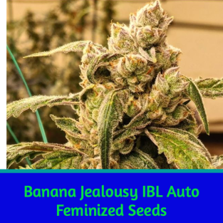 Banana Jealousy IBL Auto Feminized Seeds