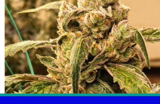 Banana Jealousy IBL Auto Feminized Seeds