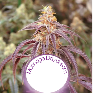 Moonage Daydream Feminized Seeds