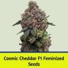 Cosmic Cheddar F1 Femnized Seeds