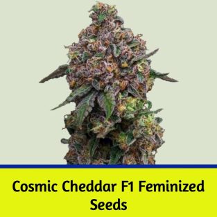 Cosmic Cheddar F1 Femnized Seeds