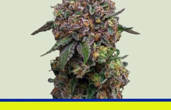 Cosmic Cheddar F1 Femnized Seeds