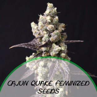 Cajun Quake Feminized Seeds