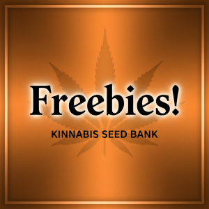 Metallic orange Freebies at Kinnabis Metallic orange Freebies at Kinnabis