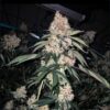 Lemon Whhip Haze IBL Feminized Seeds