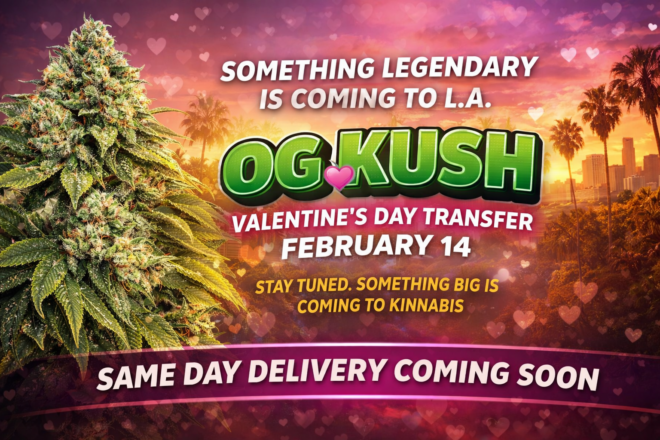 Cannabis Seeds Kinnabis Seeds