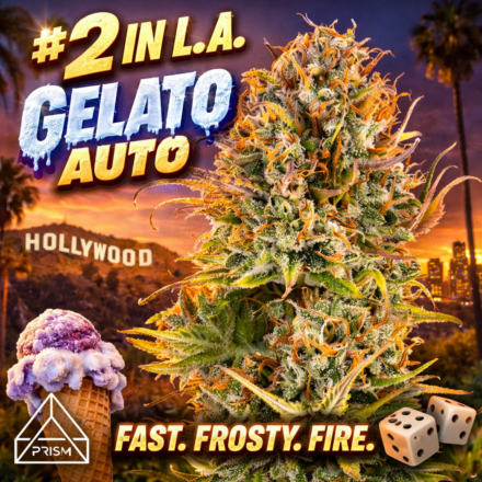Gelato #2 Strain LA