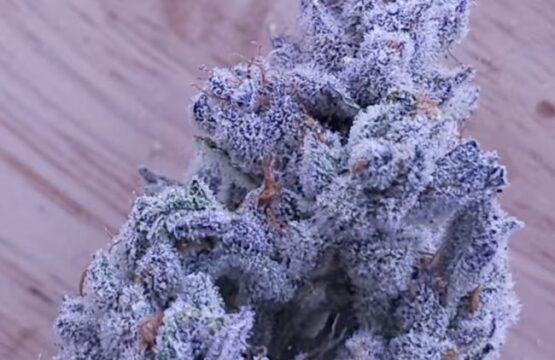 Drip City Feminized Seeds