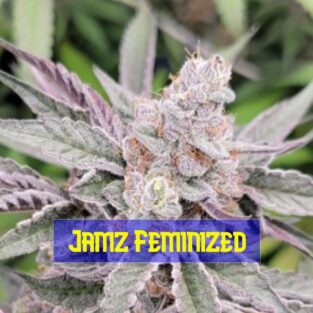 Jamz Feminized Seeds
