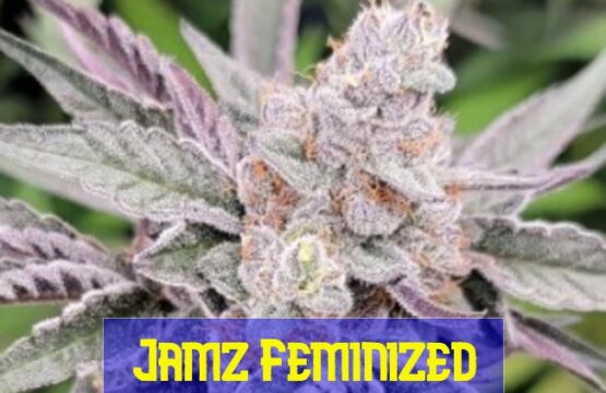 Jamz Feminized Seeds
