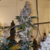 Liquer R1 Feminized Seeds
