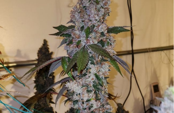 Liquer R1 Feminized Seeds