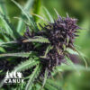 Purple Gelato Feminized Seeds