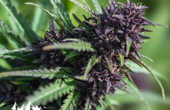 Purple Gelato Feminized Seeds