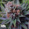 Blue Dream Feminized Seeds (Canuk Seeds) - ELITE STRAIN