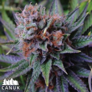 Blue Dream Feminized Seeds (Canuk Seeds) - ELITE STRAIN