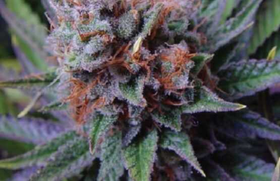 Blue Dream Feminized Seeds (Canuk Seeds) - ELITE STRAIN