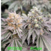 Drizzle Feminized Seeds