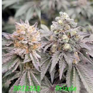Drizzle Feminized Seeds