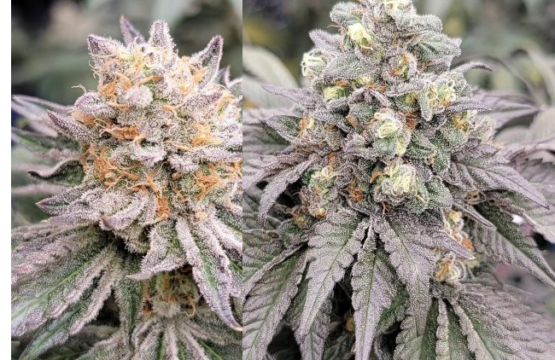 Drizzle Feminized Seeds