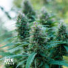 OG Kush Feminized Seeds — Canuk Seeds