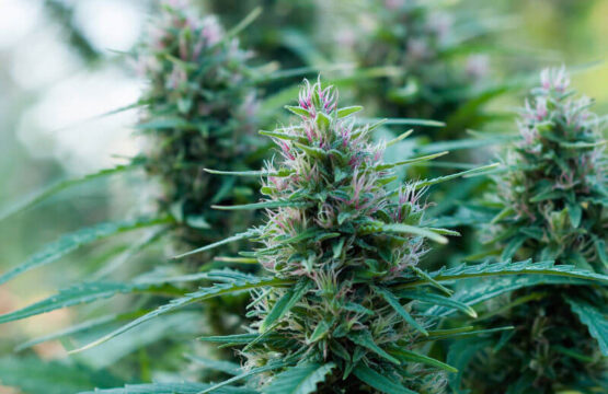 OG Kush Feminized Seeds — Canuk Seeds