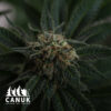 Runtz Cannabis. Seeds by the Breeder Canuk Seeds
