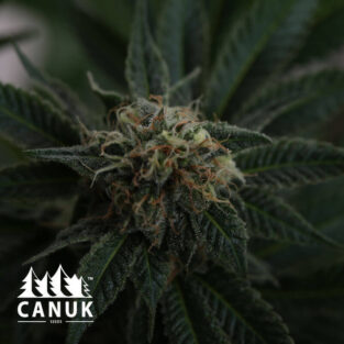 Runtz Cannabis. Seeds by the Breeder Canuk Seeds
