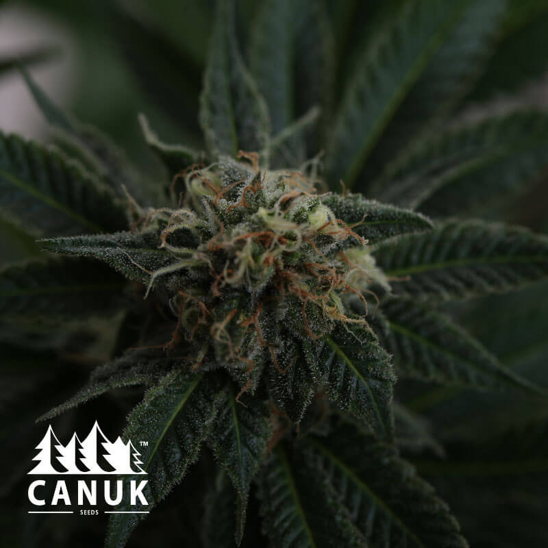 Runtz Cannabis. Seeds by the Breeder Canuk Seeds