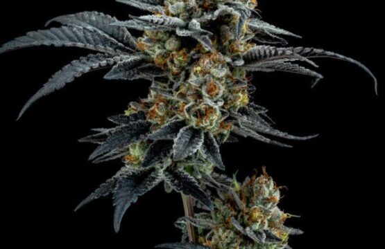 Gorilla Cookies Feminized