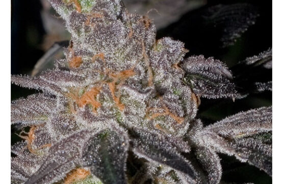 Animal Cookies REGULAR Seeds (BC Bud Depot)