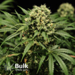 bsg-ogkush-autofem-bulklogo_1_1