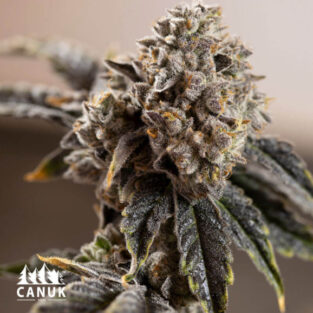 Canuk OG Kush Auto