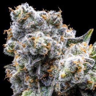 Grapes & Cream Feminized Seeds