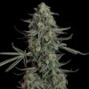 Blue Dream Auto Feminized Seeds 2 Blue Dream Auto Feminized Seed