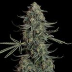 Blue Dream Auto Feminized Seed
