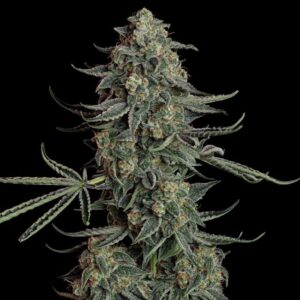 Blue Dream Auto Feminized Seed