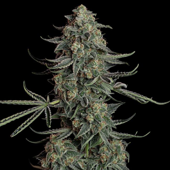 Blue Dream Auto Feminized Seed
