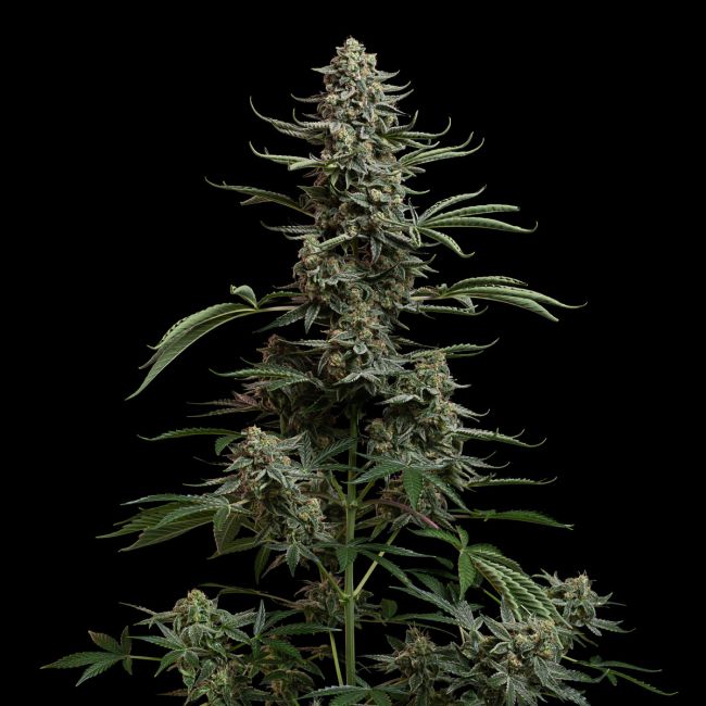 Blue Dream Auto Feminized Seeds 3 Blue Dream Auto Feminized Seed