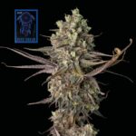 Blue Dream FAST Feminized Seeds – Speed Meets West Coast Legend